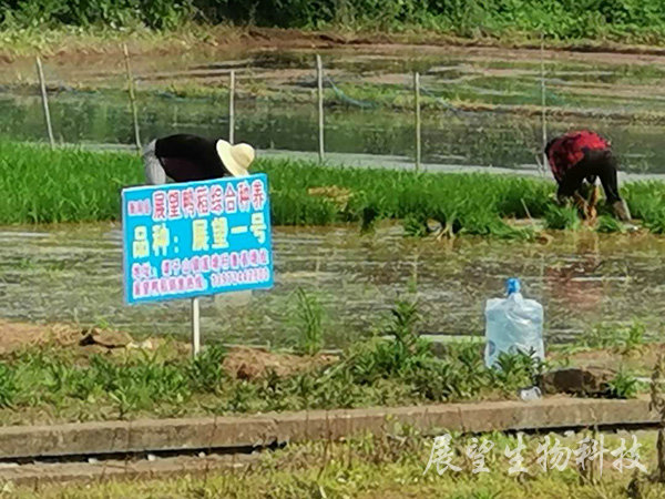 優質稻生產基地 優質稻生產基地