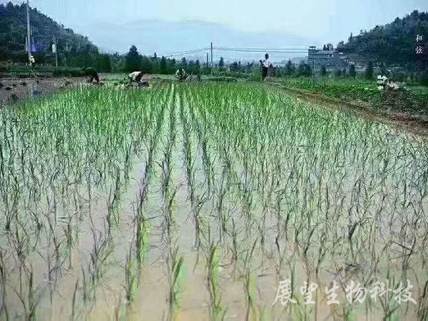 優質稻生產基地 優質稻生產基地